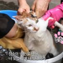 콜드플라즈마 이미지