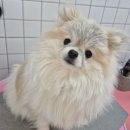 하니 그루밍( Hani Grooming) 이미지