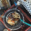 국치마을 | 통영 국치마을 방파제 출항 – 문어 선상낚시 후기(울산바른전기 전기.누전.공장기계수리)