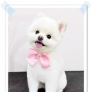 아담스펫살롱 | 인천애견미용 강아지미용 심리적 안정감까지 (feat. 논현동 구월동 만수동 서창동)