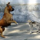 강아지와고양이 이미지