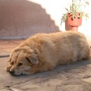 더힐동물병원 이미지