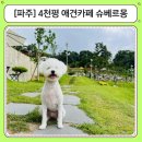 초이날슈 | 서울인근 파주 4000평 애견카페 슈베르몽 재개장 솔직 후기｜중소형견 운동장 이용