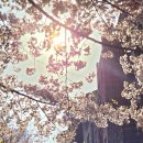 광교카페거리 이미지