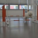 매일멍냥8 이미지