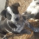 별이와콩이 이미지