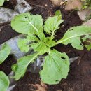 경산농약사 이미지