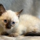 도그마루 강아지 고양이 양산화명점 | 도그마루 강아지 고양이 양산화명점, 믿고 맡길 수 있는 반려동물 분양