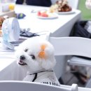 네이처독