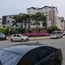 호매실벚꽃음식문화거리 이미지