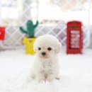 화이트 독 이미지