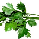파슬리 이미지