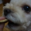 견을위해 자연을 담다 이미지