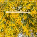 4337 | 부산 근교 데이트 진해 보타닉뮤지엄 미모사 후기