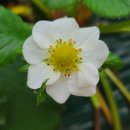 춘월농장 이미지