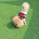 개꿀하우스 이미지