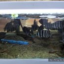 사랑도횟집 이미지