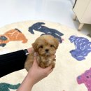 홀리퍼피