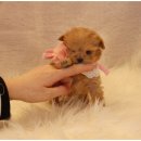 몽냥몽냥 강아지분양 일산점 이미지