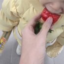 고은어린이집 | 23개월 아기랑 청주 딸기체험 진희네 딸기 농장 후기