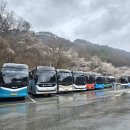 마이산 | 🌸이번주 절정! 비 오는 날 더 아름다운 곳, 전북 진안 마이산 벚꽃 여행 후기 + 유래 총정리🌸