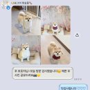 알라꿀 펫살롱 | 내돈내산 :) 기장 일광 애견미용실 찾으실 땐 포그미펫살롱