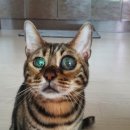 냥이파파 이미지