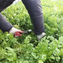 청정미나리영농조합 이미지