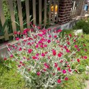 임마누엘팜 이미지