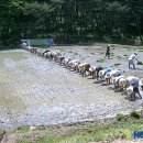 충무공농악 이미지