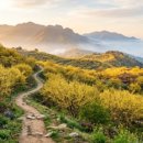 동해-단속-50 | 2026 양산매화축제: 원동 순매원 개화 상황과 주차 꿀팁