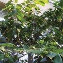 카카오(cacao) 이미지