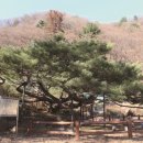 1851 | 해제를 기다리는 가부좌의 기품 "보광사 소나무"