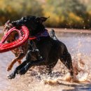 리더스동물병원 이미지