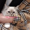 개냥아치 이미지