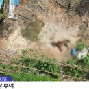 죽을 날만 기다리던 은퇴 경주마 60마리 데리고 온 남자 이미지
