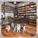 홍성낙협동물병원 | 서산시 웰시코기분양 장기적 관점에서 바라본 현실적 선택