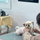 수 애견미용 이미지