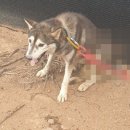 내가 쏜 닭 이미지