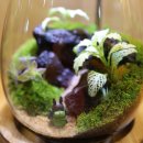 창작스튜디오 | 안산이색데이트 찾는다면 안산 이끼창작스튜디오 테라리움 후기