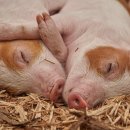 꿈