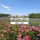 하늬마을나무 | 강원도 고성 라벤더 축제 '하늬라벤더팜'개화 현황 및 내돈 내산 다녀온 후기