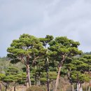 평광포미아구찜전문점 이미지