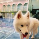 이츠펫(청당점) 이미지