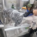 도기바스 이미지