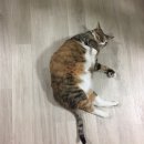 뒹굴뒹굴고양이 이미지