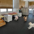 플레이독(애견유치원&호텔) | 평택애견호텔 왓썹독 고덕애견호텔 송탄애견유치원 만족했던 강아지 돌봄 후기