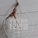 강원산림원 이미지