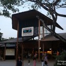 이티엠 | [싱가포르 여행] 나이트사파리, 울타리 없는 한밤의 동물원 (Night Safari)