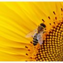 강성주유소 이미지